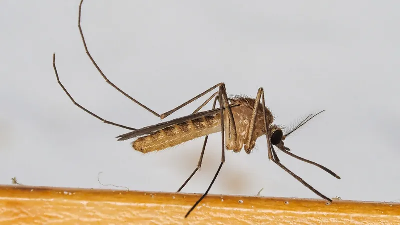 Komarac vrste Culex pipiens, prenosilac virusa Zapadnog Nila