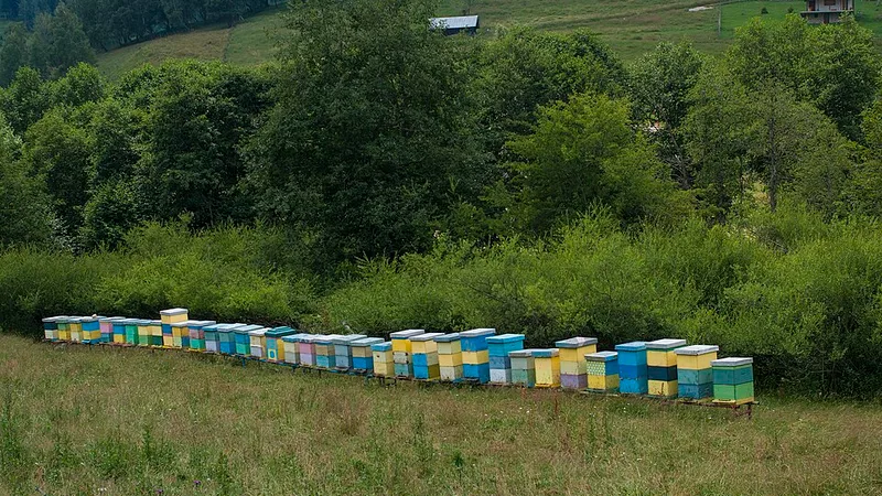 Žena radi među košnicama u selu na Kosovu